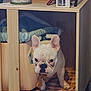 Casper participe au concours pour gagner de l'argent avec cette photo : animal, blanket, carpet, checking, comfort, cozy, cute, dog, ears, face, floor, french_bulldog, fur, home, indoor, paw, pet, resting, small_space, wooden_cubby