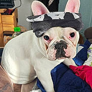 Casper participe au concours pour gagner de l'argent avec cette photo : dog, french_bulldog, white_dog, bandana, pet, indoor, blanket, bed, furniture, ears, face, cute, animal, domestic_animal, portrait, looking, sitting, closeup, expression, household