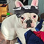 dog, french_bulldog, white_dog, bandana, pet, indoor, blanket, bed, furniture, ears, face, cute, animal, domestic_animal, portrait, looking, sitting, closeup, expression, household
