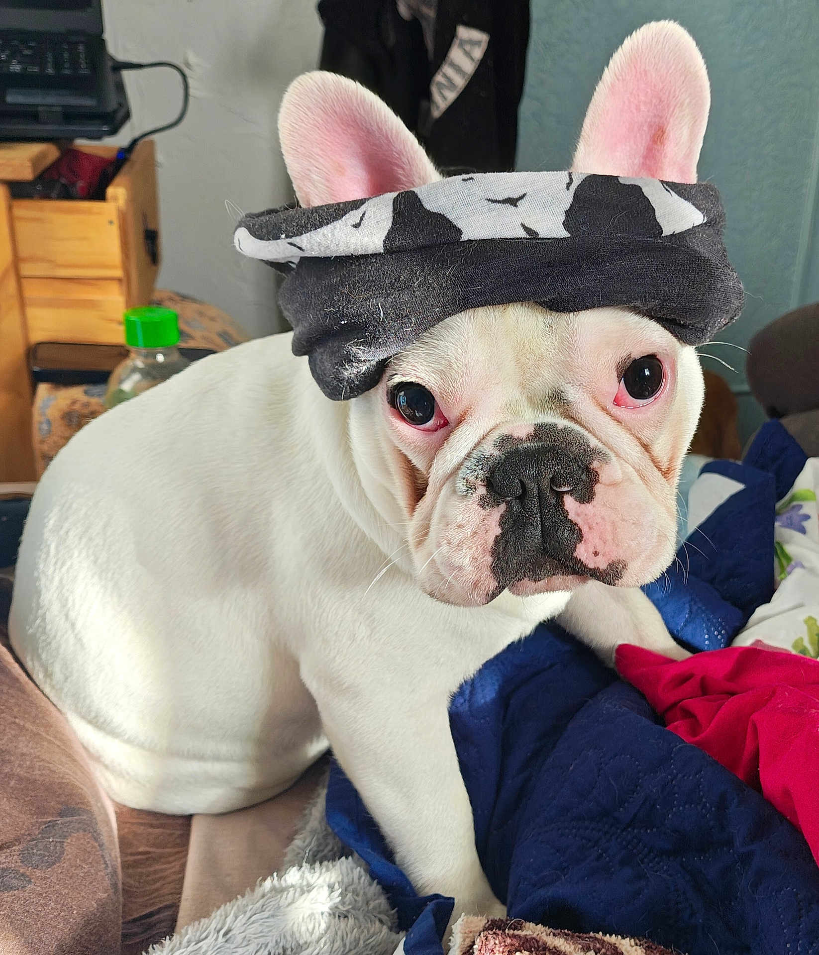 Casper participe au concours pour gagner de l'argent avec cette photo : dog, french_bulldog, white_dog, bandana, pet, indoor, blanket, bed, furniture, ears, face, cute, animal, domestic_animal, portrait, looking, sitting, closeup, expression, household