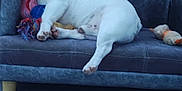 Casper a rejoint le concours — aidez-le/la à gagner de superbes lots ! animal, audio_equipment, companion, couch, cozy, cute, dog, electronics, floor, french_bulldog, furniture, indoor, pet, plush_toy, relaxed, resting, rope_toy, sleeping, toy, white_dog