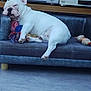 animal, audio_equipment, companion, couch, cozy, cute, dog, electronics, floor, french_bulldog, furniture, indoor, pet, plush_toy, relaxed, resting, rope_toy, sleeping, toy, white_dog