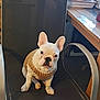 Casper participe au concours pour gagner de l'argent avec cette photo : animal, attention, black_chair, chair, companion, cozy, cute, desk, dog, ears_up, french_bulldog, home, indoor, looking, papers, pet, seated, small_dog, sweater, wooden_desk