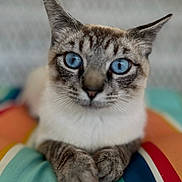 Simon is registered to the contest to win money with this photo: cat, blue_eyes, close_up, pet, animal, feline, paws, striped_cushion, indoor, cute, fur, whiskers, relaxed, looking_at_camera, colorful, soft_focus_background, domestic_cat, mammal, portrait, resting