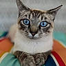 cat, blue_eyes, close_up, pet, animal, feline, paws, striped_cushion, indoor, cute, fur, whiskers, relaxed, looking_at_camera, colorful, soft_focus_background, domestic_cat, mammal, portrait, resting