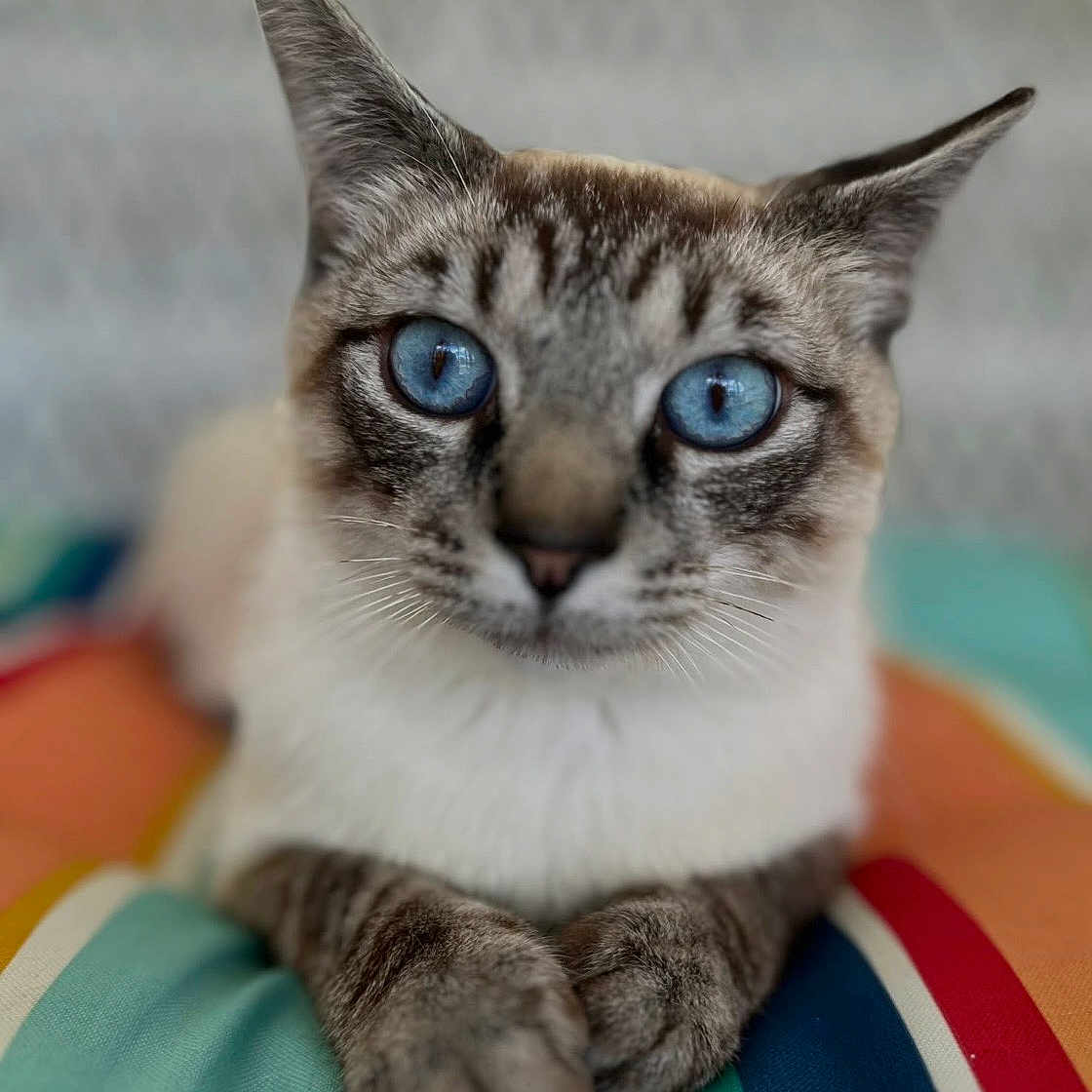 Simon