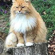Sam is registered to the contest to win money with this photo: cat, orange_cat, fluffy, white_paws, tree_stump, outdoor, nature, greenery, leaves, plant, animal, pet, feline, sitting, fur, whiskers, close_up, portrait, wildlife, daylight