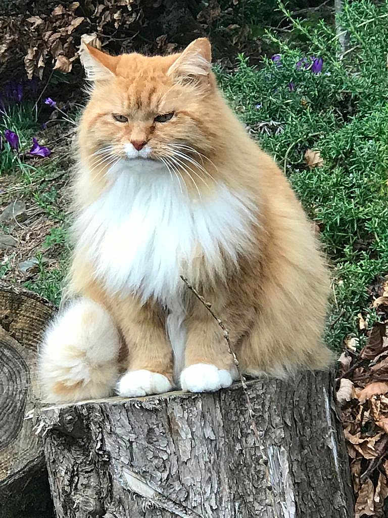 Sam