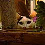 Eden participe au concours pour gagner de l'argent avec cette photo : cat, black_and_white, peeking, tree_trunk, wooden_planter, plant, flower, green_leaves, curious, animal, pet, close_up, outdoor, nature, eyes, whiskers, fur, hiding, cautious, background_blur
