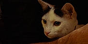 Eden participe au concours pour gagner de l'argent avec cette photo : cat, white_cat, black_markings, animal, pet, curious, arm, human_arm, table, wooden_table, dim_lighting, indoor, close_up, feline, whiskers, ears, face, looking, resting, companion