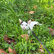 Eden participe au concours pour gagner de l'argent avec cette photo : cat, animal, pet, white_cat, black_markings, grass, greenery, leaves, outdoor, nature, curious, leash, wildlife, closeup, feline, ground, flora, daylight, portrait, small_animal