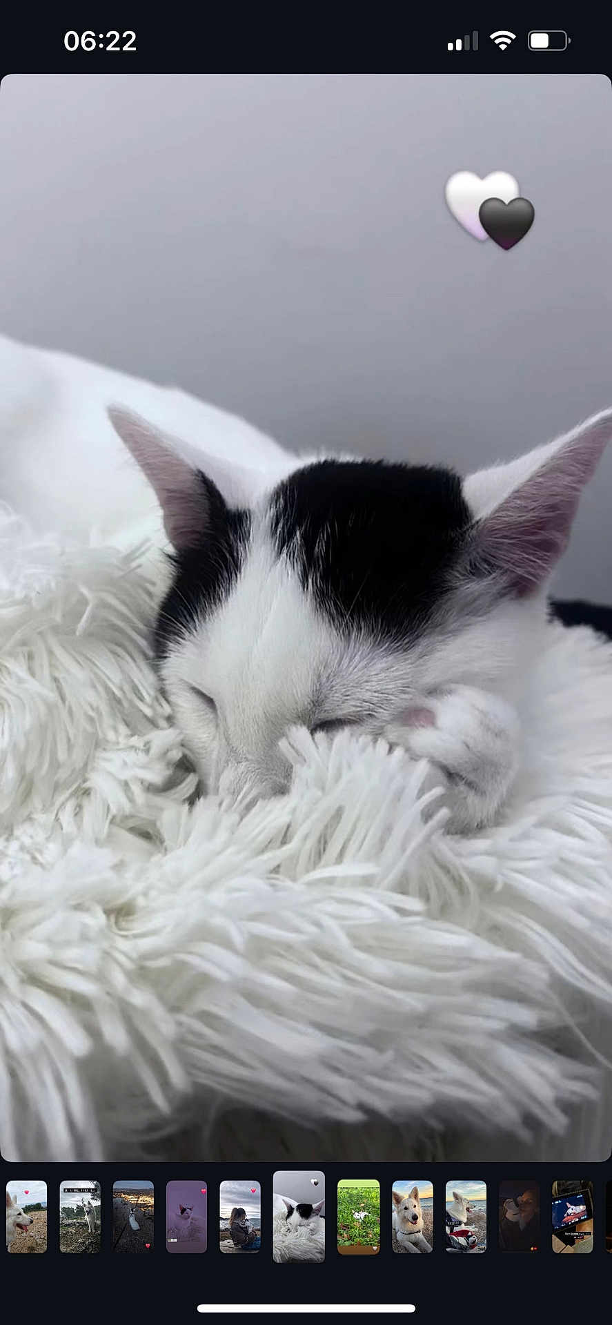 Eden a rejoint le concours — aidez-le/la à gagner de superbes lots ! cat, sleeping, black_and_white, fluffy, blanket, cozy, paw, ears, pet, indoor, resting, cute, fur, animal, domestic, calm, soft, white, relax, closeup