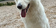 Starlight a rejoint le concours — aidez-le/la à gagner de superbes lots ! dog, white_dog, sitting, tongue_out, happy, alert, outdoor, gravel, fur, pet, canine, ears_up, house, window, chair, green_shutters, daylight, muzzle, paw, domestic_animal