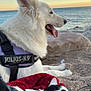 Starlight participe au concours pour gagner de l'argent avec cette photo : dog, cat, beach, ocean, sunset, rocks, blanket, harness, white_dog, black_and_white_cat, sand, pet, outdoor, nature, relaxing, side_view, animal, companion, scenic, calm