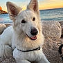 Starlight participe au concours pour gagner de l'argent avec cette photo : dog, white_dog, beach, sunset, sea, pebbles, calm, outdoor, canine, happy, fluffy, smiling, nature, landscape, animal, water, sky, rocks, relaxing, friendly