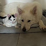 Starlight a rejoint le concours — aidez-le/la à gagner de superbes lots ! dog, cat, pet, animal, white_dog, black_and_white_cat, bed, floor, resting, indoor, cozy, cute, companionship, looking_at_camera, tile_floor, snuggling, ears, paws, fur, quiet