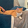 cat, orange_tabby, couch, blanket, child_hand, indoor, pet, furniture, pillow, relaxing, cozy, domestic, animal, tabby, fur, ears, tail, living_room, painting, home