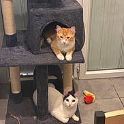 Sora participe au concours pour gagner de l'argent avec cette photo : cat, cats, cat_tree, orange_cat, white_cat, black_and_white_cat, pet, animal, indoor, floor, tile_floor, plush_toy, feline, resting, cute, curious, household, door, relaxing, playful