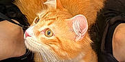 Sora a rejoint le concours — aidez-le/la à gagner de superbes lots ! cat, orange_cat, white_paws, pet, fur, whiskers, curious, looking_up, indoor, feet, black_shoes, sneakers, cozy, resting, animal, cute, domestic_cat, feline, close_up, soft_light