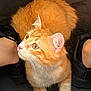 cat, orange_cat, white_paws, pet, fur, whiskers, curious, looking_up, indoor, feet, black_shoes, sneakers, cozy, resting, animal, cute, domestic_cat, feline, close_up, soft_light