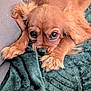 dog, puppy, brown_dog, blanket, couch, fur, cute, pet, animal, snuggling, cozy, indoor, relaxed, soft_texture, canine, ears, nose, paws, close_up, resting