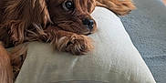 Arion participe au concours pour gagner de l'argent avec cette photo : puppy, dog, brown_dog, pillow, blanket, indoor, floor_tiles, toy, resting, cute, pet, animal, fur, ears, nose, paw, looking, cozy, home, soft_texture