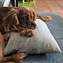 puppy, dog, brown_dog, pillow, blanket, indoor, floor_tiles, toy, resting, cute, pet, animal, fur, ears, nose, paw, looking, cozy, home, soft_texture
