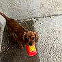 puppy, dog, brown_dog, container, mouth, curious, outdoor, wall, floor, texture, pet, animal, young_dog, small_dog, looking_up, playful, cute, adorable, fur, canine