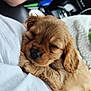 puppy, dog, sleeping, cute, fluffy, brown, pet, animal, closeup, soft, cozy, resting, adorable, fur, nap, young, domestic, companion, cute_animal, indoor