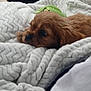 puppy, dog, brown_dog, blanket, soft_texture, cozy, pet, sleepy, indoor, resting, cute, fur, animal, comfort, close_up, laying_down, snuggle, warm, domestic_animal, relaxation