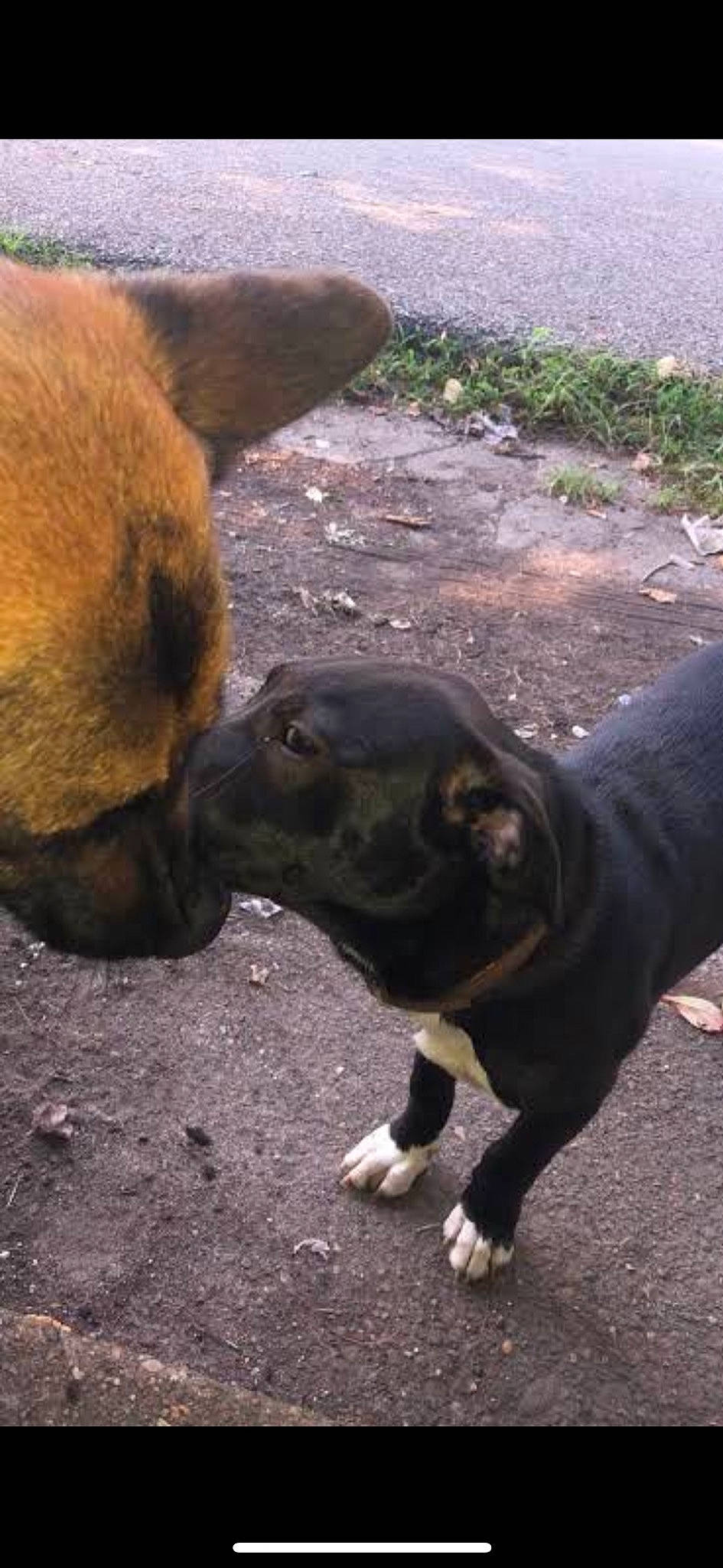 Diesel is registered to the contest to win money with this photo: american_pit_bull_terrier, boxer, canidae, carnivore, dog, dog_breed, fawn, mammal, non_sporting_group, nose, pit_bull, snout, staffordshire_bull_terrier, street_dog