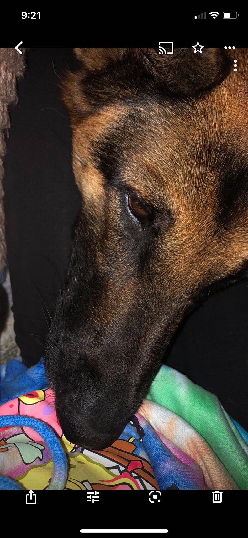 Diesel joined the competition — help win amazing prizes! belgian_shepherd_malinois, canidae, carnivore, dog, dog_breed, ear, fawn, german_shepherd_dog, jaw, mammal, nose, snout, street_dog, whiskers