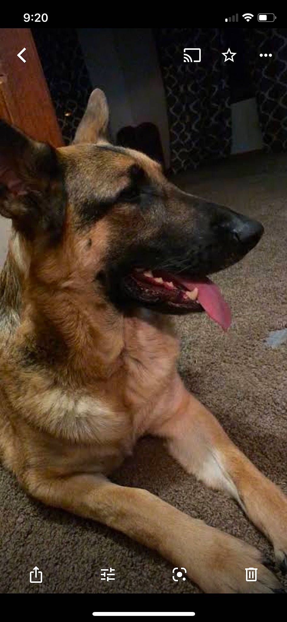 Diesel is registered to the contest to win money with this photo: belgian_shepherd, belgian_shepherd_malinois, canidae, carnivore, dog, dog_breed, east_european_shepherd, fawn, german_shepherd_dog, king_shepherd, kunming_wolfdog, mammal, old_german_shepherd_dog, police_dog, rare_breed_dog, shiloh_shepherd_dog, snout, vertebrate, working_dog