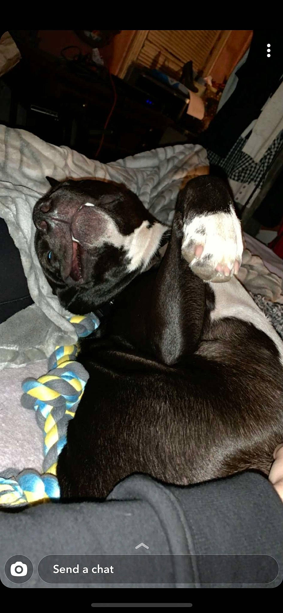 Bubba joined the competition — help win amazing prizes! american_pit_bull_terrier, boston_terrier, canidae, carnivore, companion_dog, dog, dog_breed, fawn, non_sporting_group, sporting_group