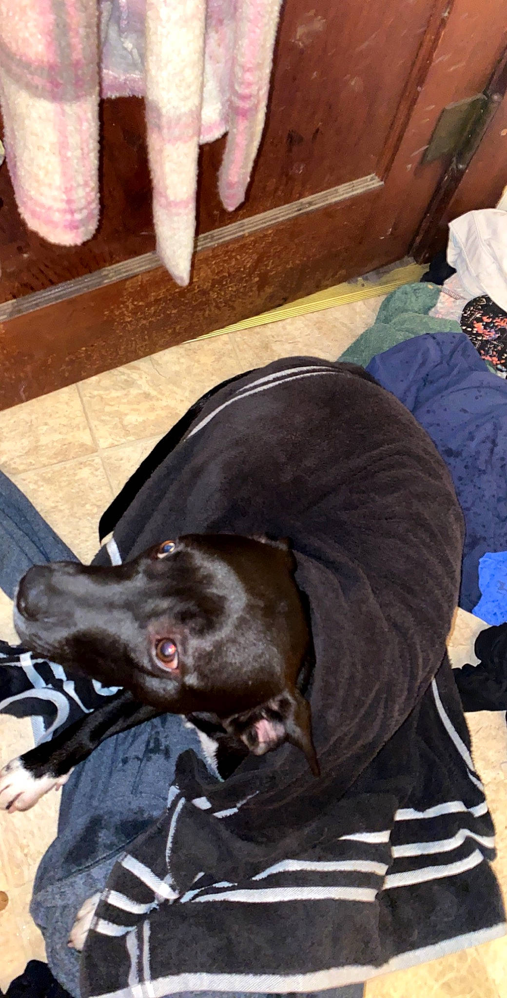 Bubba is registered to the contest to win money with this photo: canidae, carnivore, dog_breed, non_sporting_group, snout, sporting_group