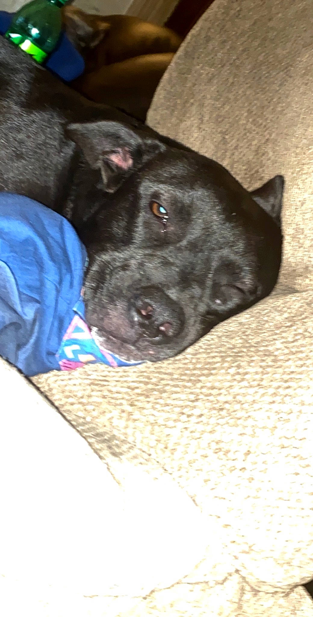 Bubba joined the competition — help win amazing prizes! american_pit_bull_terrier, borador, canidae, carnivore, dog, dog_breed, fawn, formosan_mountain_dog, guard_dog, labrador_retriever, mammal, non_sporting_group, nose, rare_breed_dog, snout, sporting_group, vertebrate