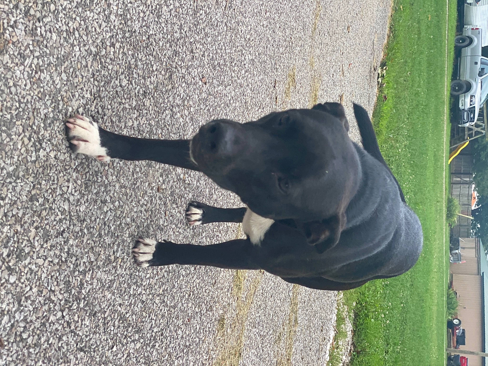 Bubba is registered to the contest to win money with this photo: canidae, carnivore, dog, dog_breed, great_dane, guard_dog, labrador_retriever, snout, sporting_group, tail