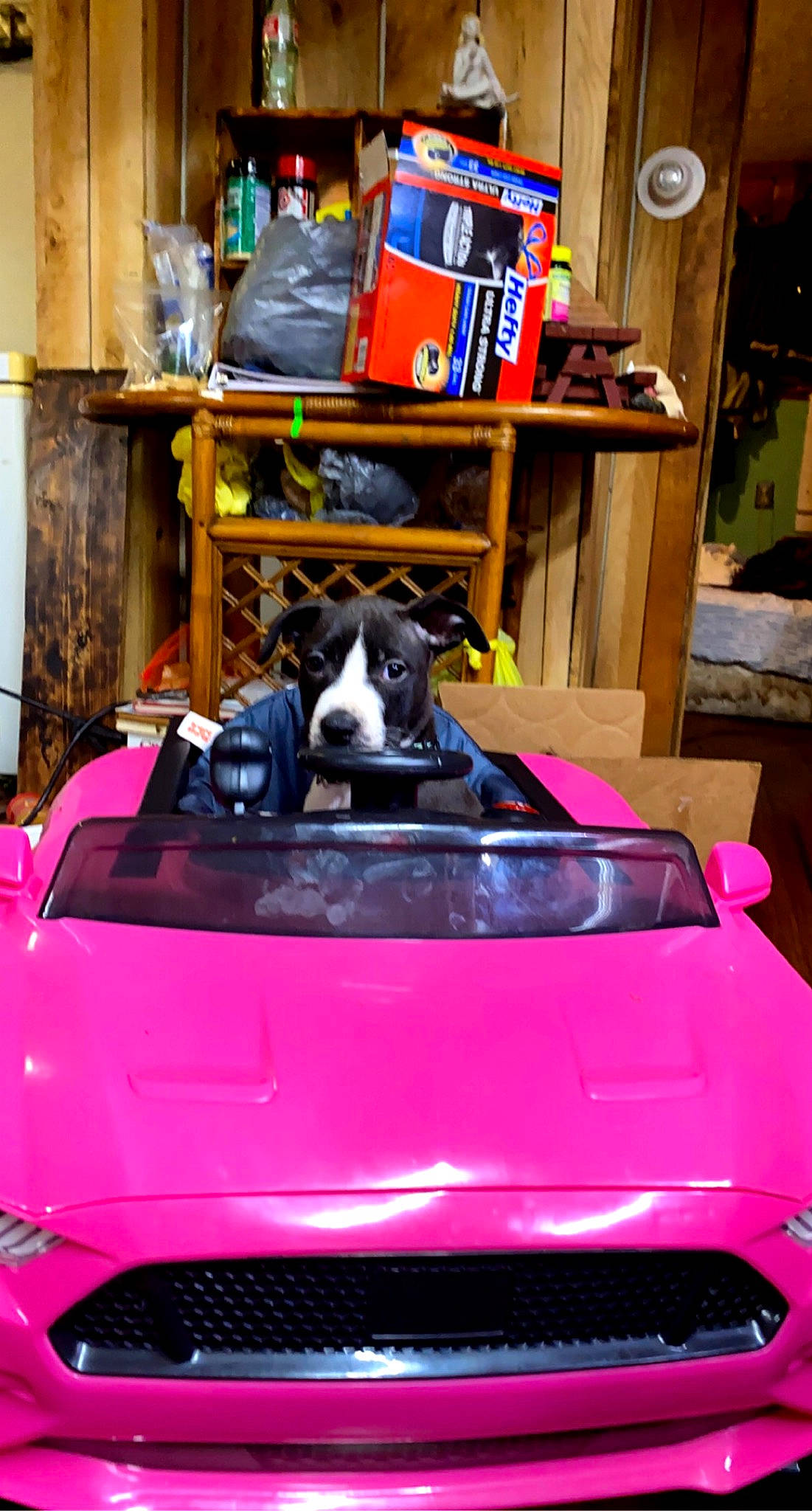 Roxy is registered to the contest to win money with this photo: automotive_design, automotive_exterior, bumper, canidae, car, compact_car, custom_car, hood, motor_vehicle, pink, subcompact_car, vehicle