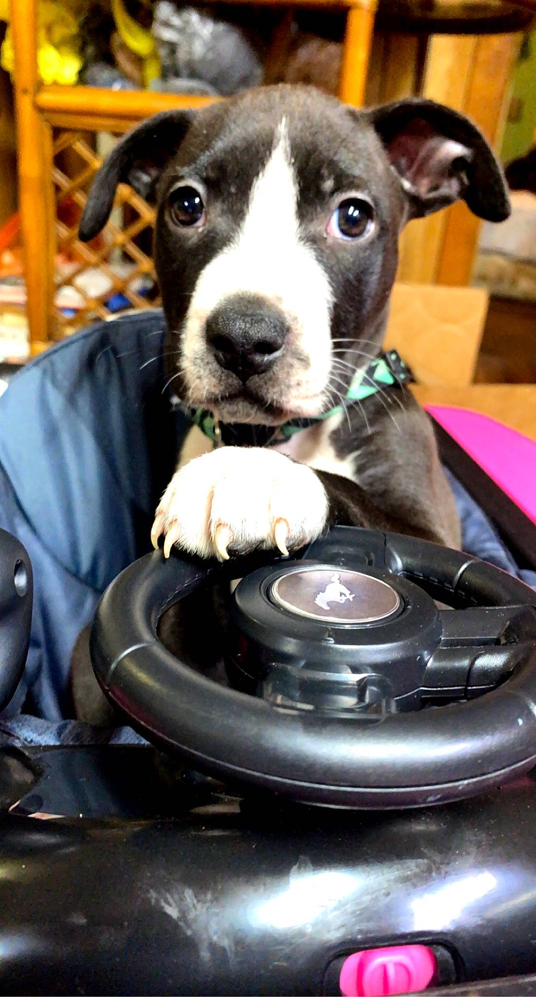 Roxy joined the competition — help win amazing prizes! american_staffordshire_terrier, canidae, carnivore, companion_dog, dog, dog_breed, feist, lurcher, mammal, non_sporting_group, pit_bull, snout, sporting_group, terrier