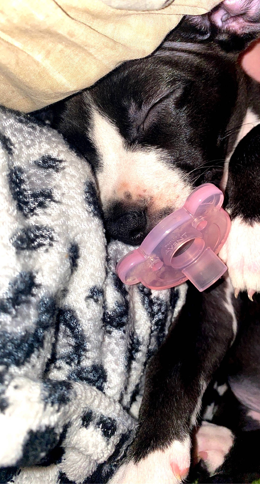 Roxy is registered to the contest to win money with this photo: boston_terrier, canidae, carnivore, dog, dog_breed, ear, fur, great_dane, non_sporting_group, puppy, puppy_love, snout