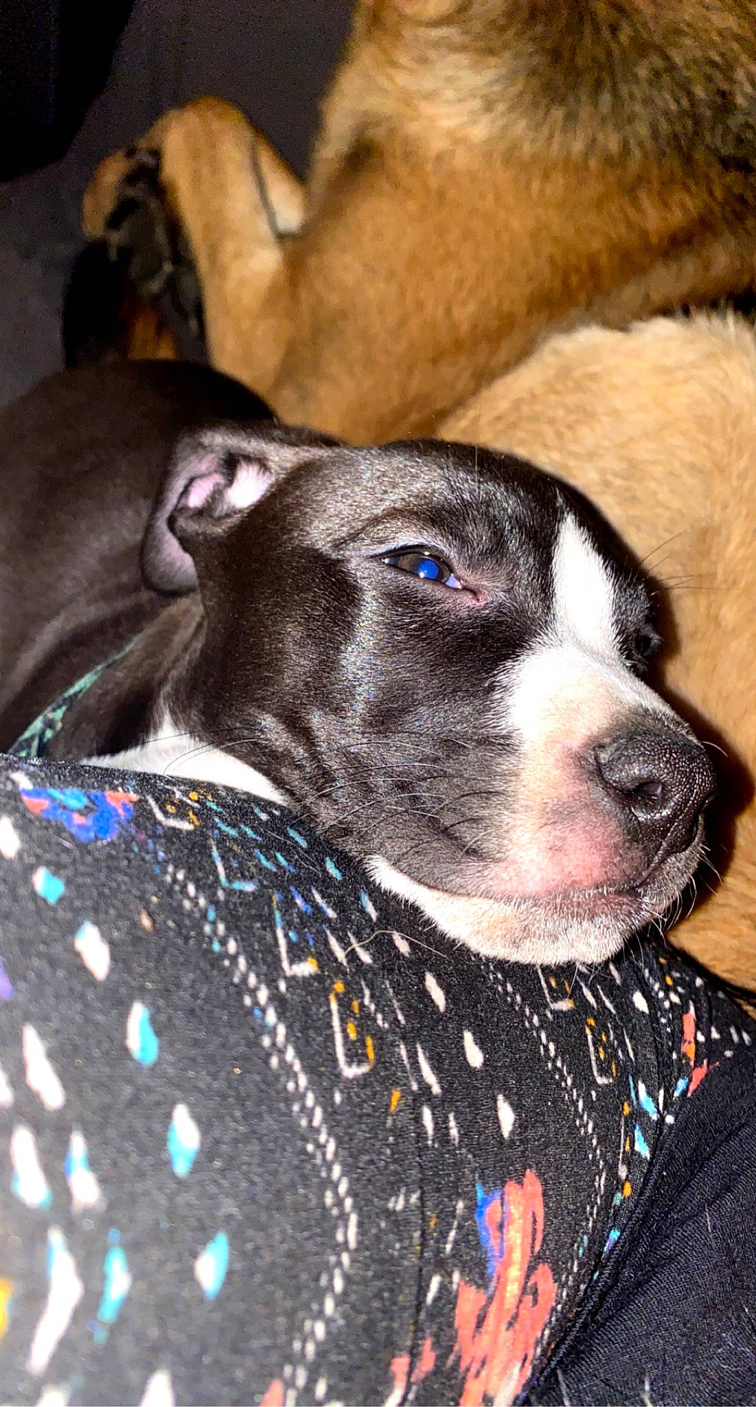 Roxy joined the competition — help win amazing prizes! american_pit_bull_terrier, american_staffordshire_terrier, canidae, carnivore, dog, dog_breed, fawn, mammal, non_sporting_group, pit_bull, puppy, snout, sporting_group, vertebrate, whiskers