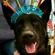 Stormi is registered to the contest to win money with this photo: dog, black_dog, birthday_crown, pet, indoor, happy, tongue_out, ears_up, celebration, person, knitted_sweater, colorful, stars, festive, smiling, close_up, animal, canine, cute, portrait