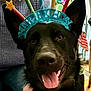 dog, black_dog, birthday_crown, pet, indoor, happy, tongue_out, ears_up, celebration, person, knitted_sweater, colorful, stars, festive, smiling, close_up, animal, canine, cute, portrait