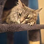 cat, gray_tabby, pet, animal, feline, cat_tree, indoor, resting, sleepy, fur, whiskers, ears, paw, closeup, portrait, soft_focus, blurred_background, cozy, relaxed, domestic_cat