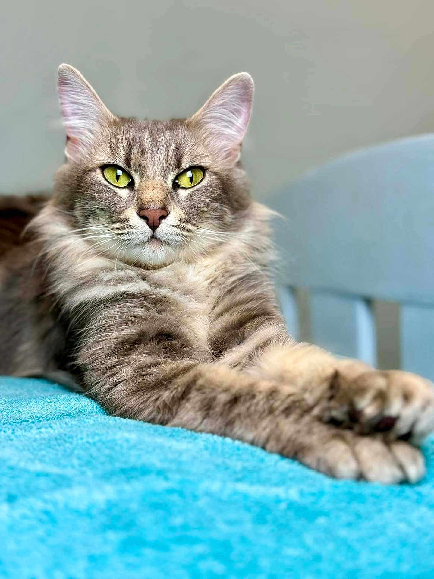 Luna is registered to the contest to win money with this photo: cat, fluffy, green_eyes, stretching, paws, indoor, blue_surface, relaxed, portrait, feline, close_up, tabby, whiskers, cute, pet, fur, animal, domestic, calm, focused