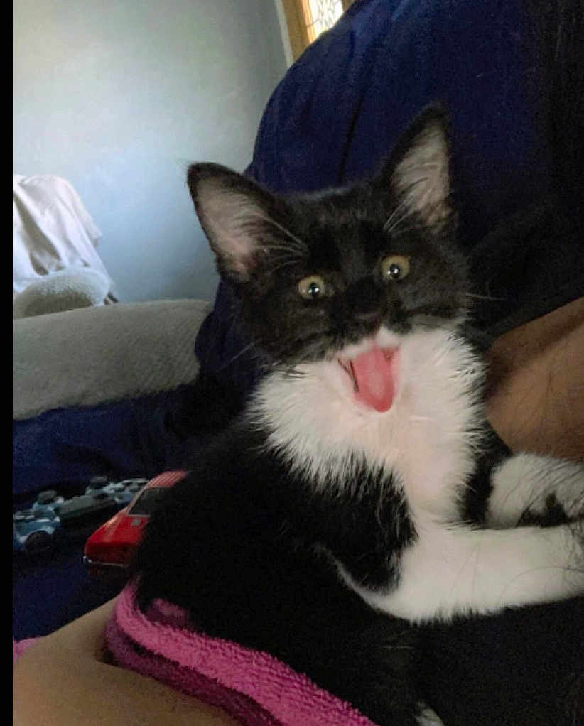 Kiki joined the competition — help win amazing prizes! kitten, cat, black_and_white, tongue_out, pet, animal, indoor, towel, cute, feline, fur, whiskers, ears, closeup, expression, young, snuggling, cozy, home, playful