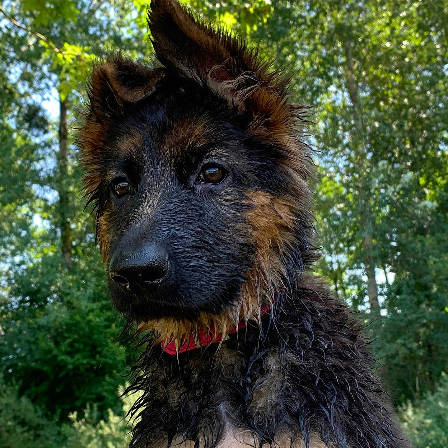 Chanel participe au concours pour gagner de l'argent avec cette photo : animal, canine, closeup, collar, curious, dog, fur, german_shepherd, greenery, nature, outdoor, pet, playful, portrait, puppy, summer, sunlight, trees, wet_fur, young_dog