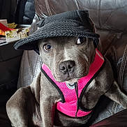 Kira participe au concours pour gagner de l'argent avec cette photo : dog, pet, canine, leather_couch, black_hat, pink_harness, indoor, sitting, curious_expression, animal, fur, ears, nose, paw, domestic_animal, companion, cute, household, relaxed, portrait