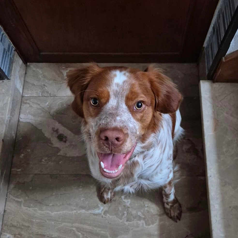 Valtin participe au concours pour gagner de l'argent avec cette photo : animal, brown_and_white, canine, companion, dog, domestic, ears, footwear, fur, happy, indoor, looking_up, marble_floor, nose, paw, pet, sitting, smiling, tongue_out, wooden_door