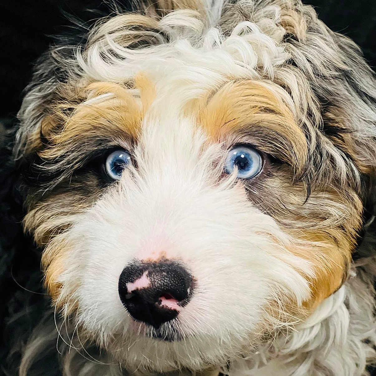 Luna joined the competition — help win amazing prizes! adorable, animal, background_blur, black_nose, blue_eyes, brown_fur, close_up, curly_fur, cute, dog, face, fluffy, fur_texture, looking_up, pet, portrait, puppy, whiskers, white_fur, young_dog
